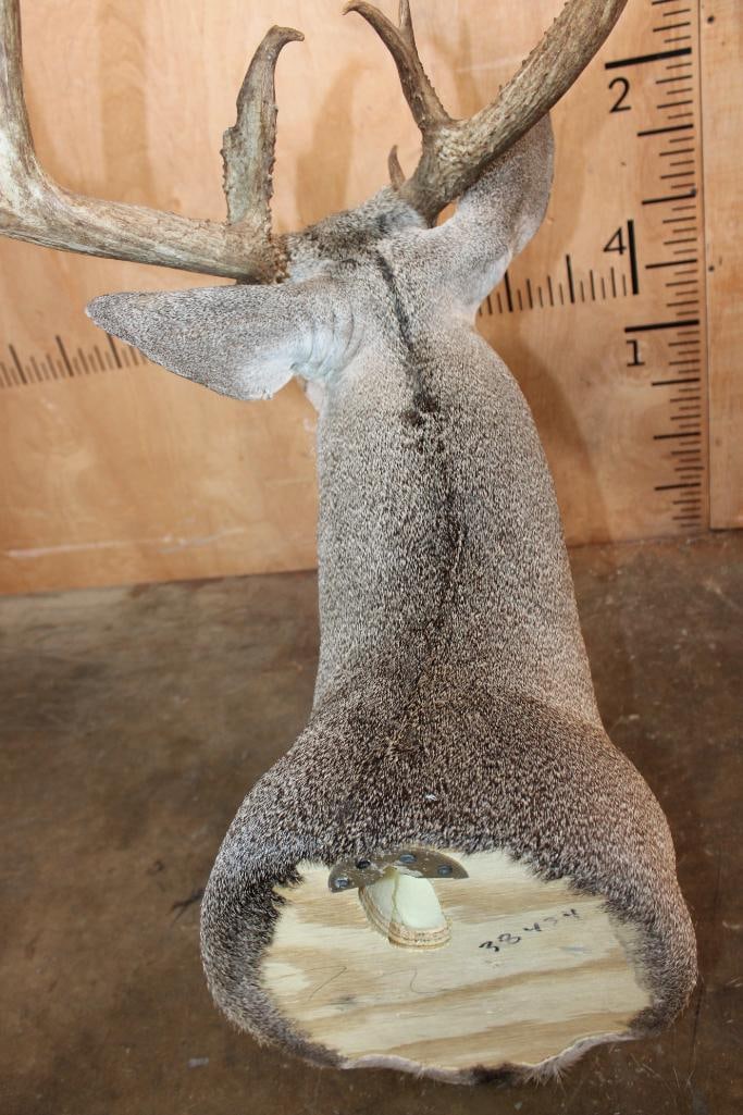 14-Point WHITETAIL DEER Shoulder Mount - 6