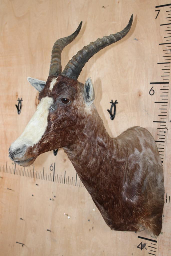 BLESBOK Shoulder Mount - 2
