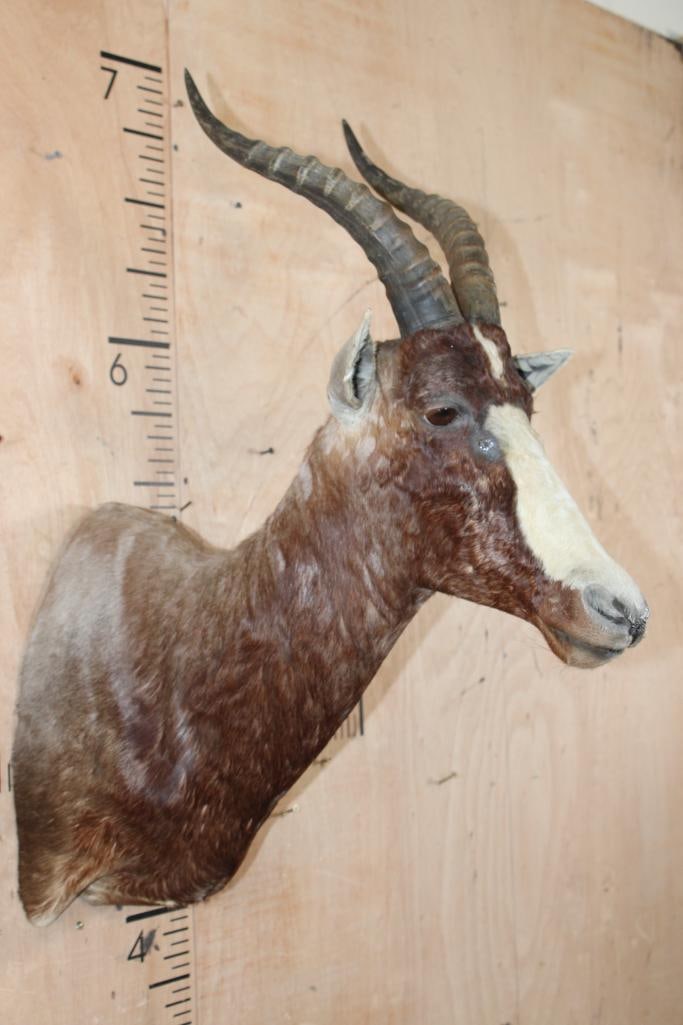 BLESBOK Shoulder Mount - 3