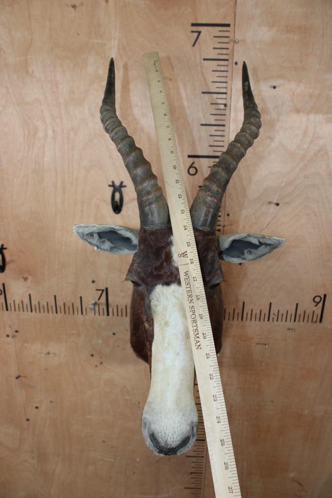 BLESBOK Shoulder Mount - 4