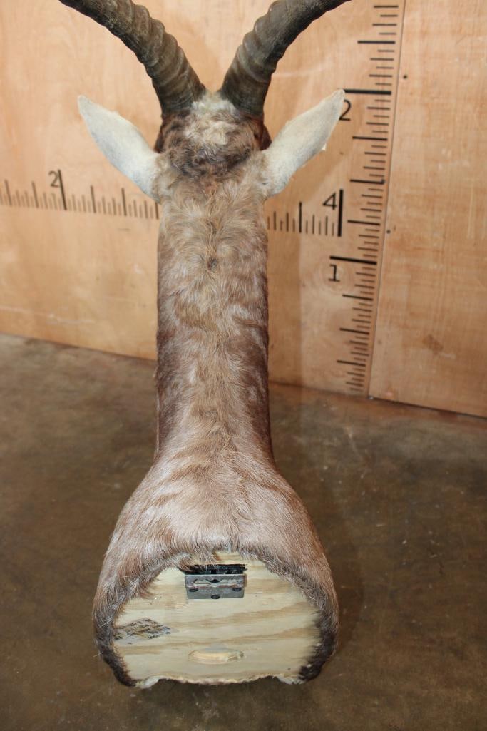 BLESBOK Shoulder Mount - 5