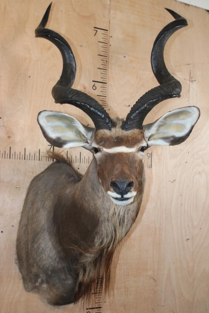 KUDU Shoulder Mount (1 of 7)