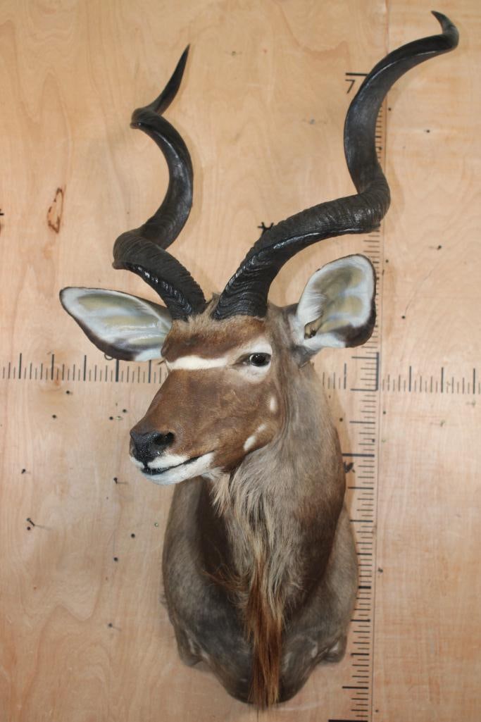 KUDU Shoulder Mount - 2