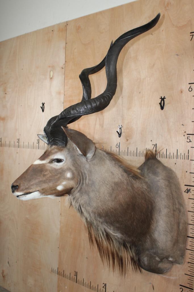 KUDU Shoulder Mount - 3