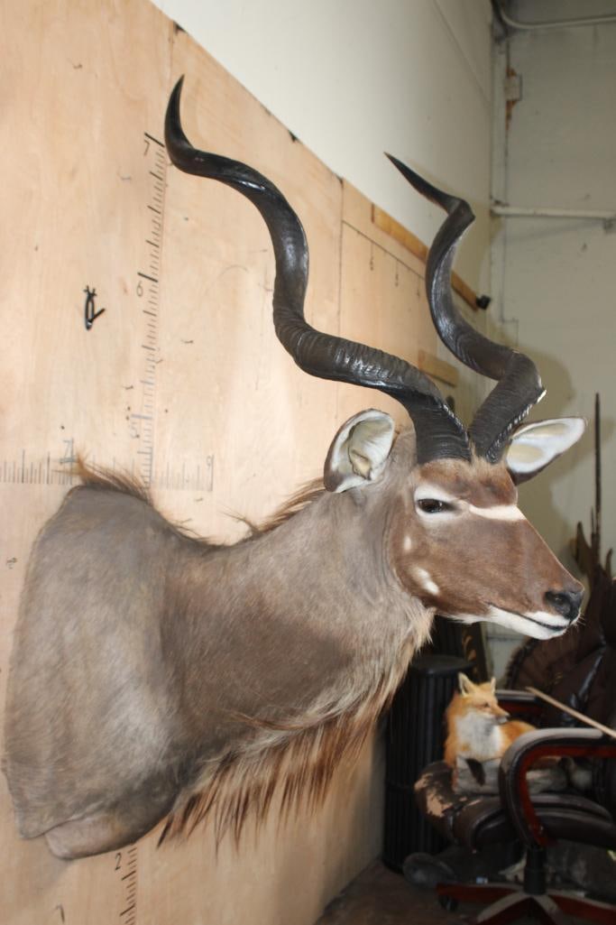 KUDU Shoulder Mount - 4