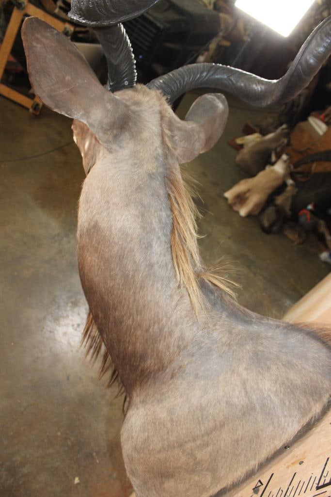 KUDU Shoulder Mount - 5