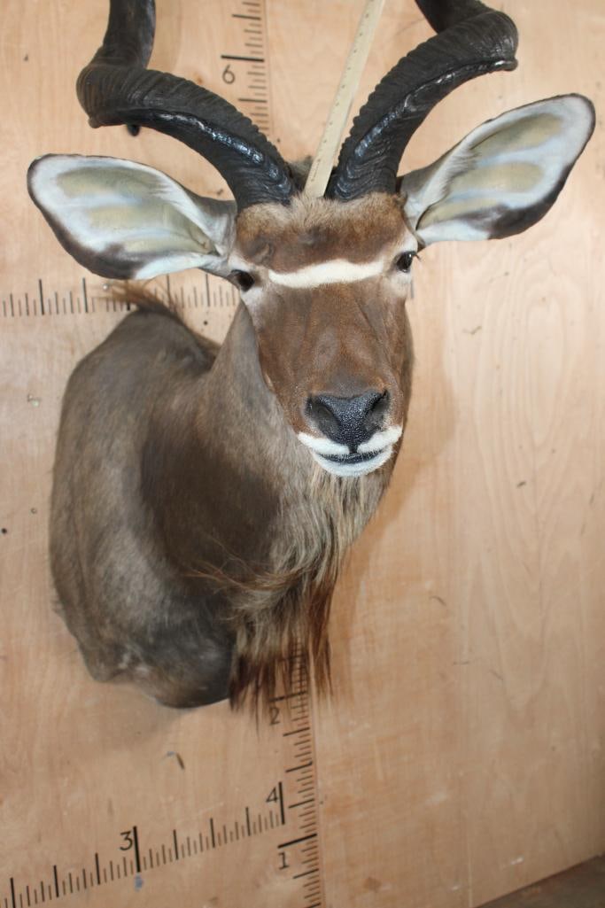 KUDU Shoulder Mount - 7