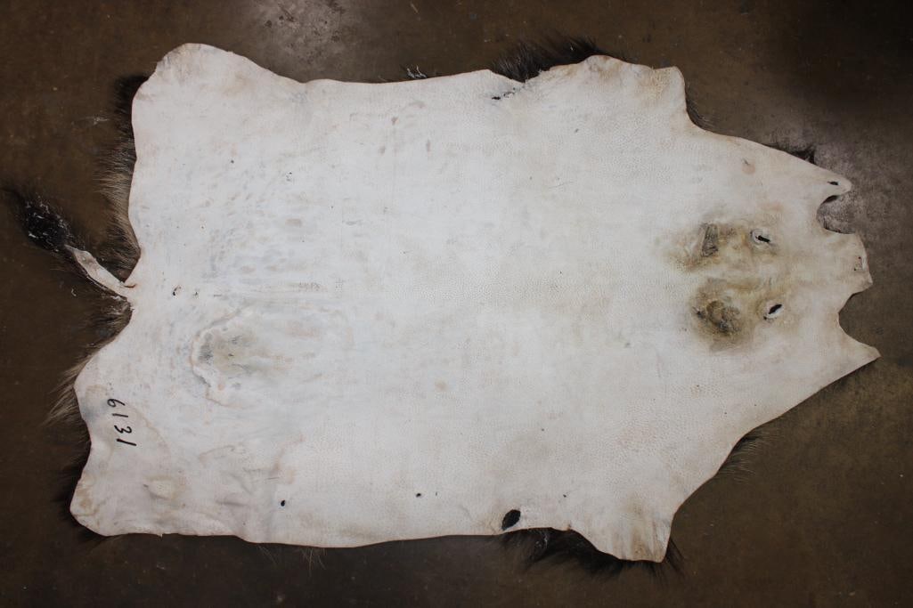 AFRICAN BUSHPIG Hide - 2