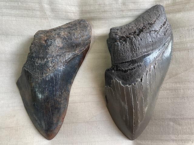 (2) Monster Sized MEGALODON Shark Teeth Fossils (1 of 5)