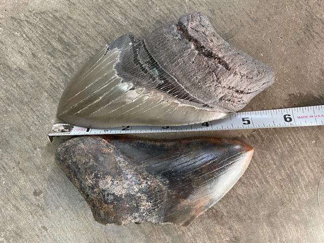 (2) Monster Sized MEGALODON Shark Teeth Fossils - 2