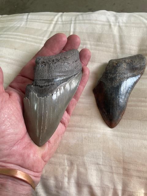 (2) Monster Sized MEGALODON Shark Teeth Fossils - 3