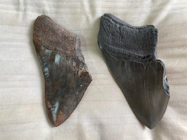 (2) Monster Sized MEGALODON Shark Teeth Fossils - 4