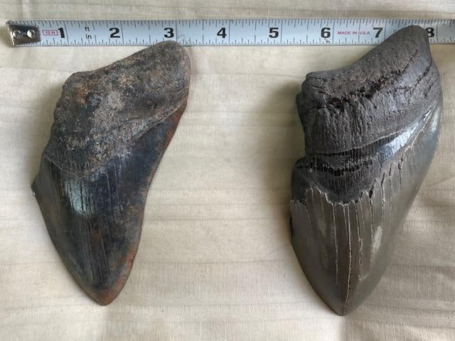 (2) Monster Sized MEGALODON Shark Teeth Fossils - 5