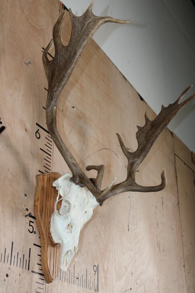 17-Point FALLOW DEER Skull with Non-Typical Brow Tines and a 3rd Small Beam - 2