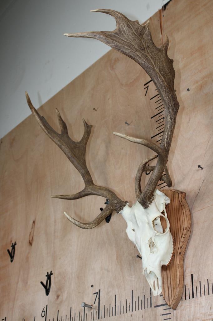 17-Point FALLOW DEER Skull with Non-Typical Brow Tines and a 3rd Small Beam - 3