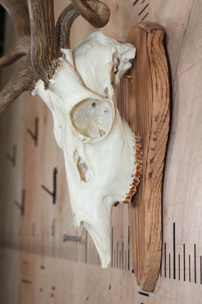 17-Point FALLOW DEER Skull with Non-Typical Brow Tines and a 3rd Small Beam - 4