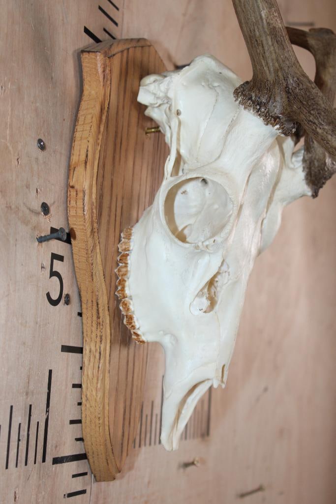 17-Point FALLOW DEER Skull with Non-Typical Brow Tines and a 3rd Small Beam - 5
