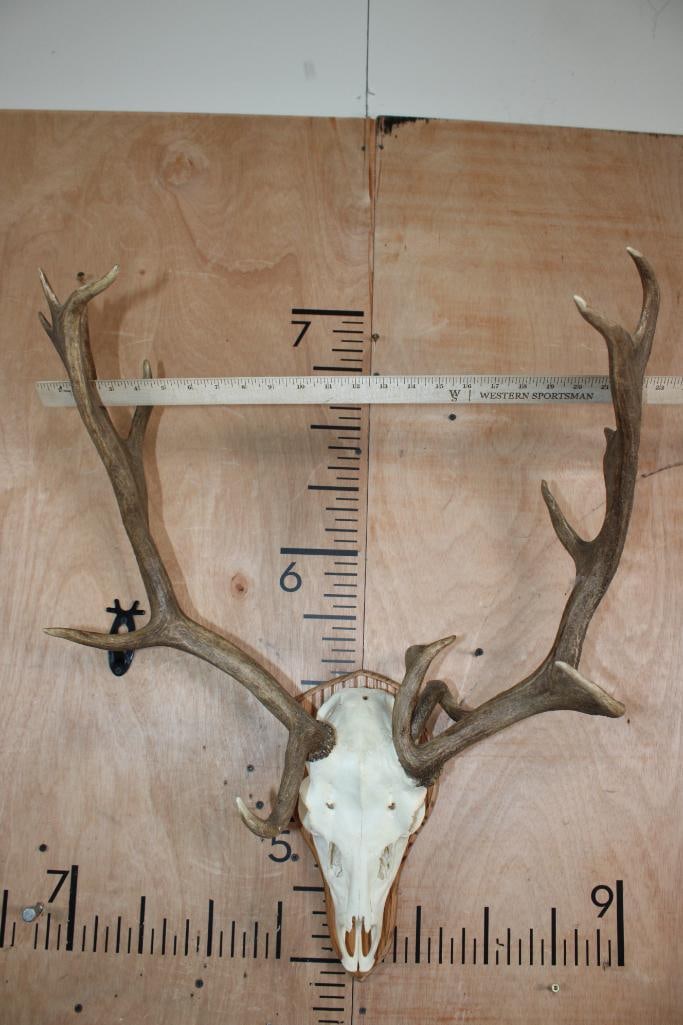 17-Point FALLOW DEER Skull with Non-Typical Brow Tines and a 3rd Small Beam - 6