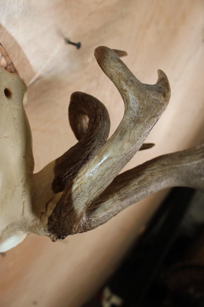 17-Point FALLOW DEER Skull with Non-Typical Brow Tines and a 3rd Small Beam - 7