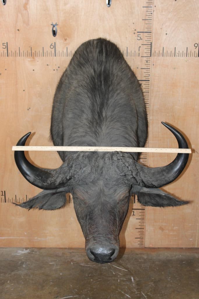 CAPE BUFFALO Shoulder Mount - 2