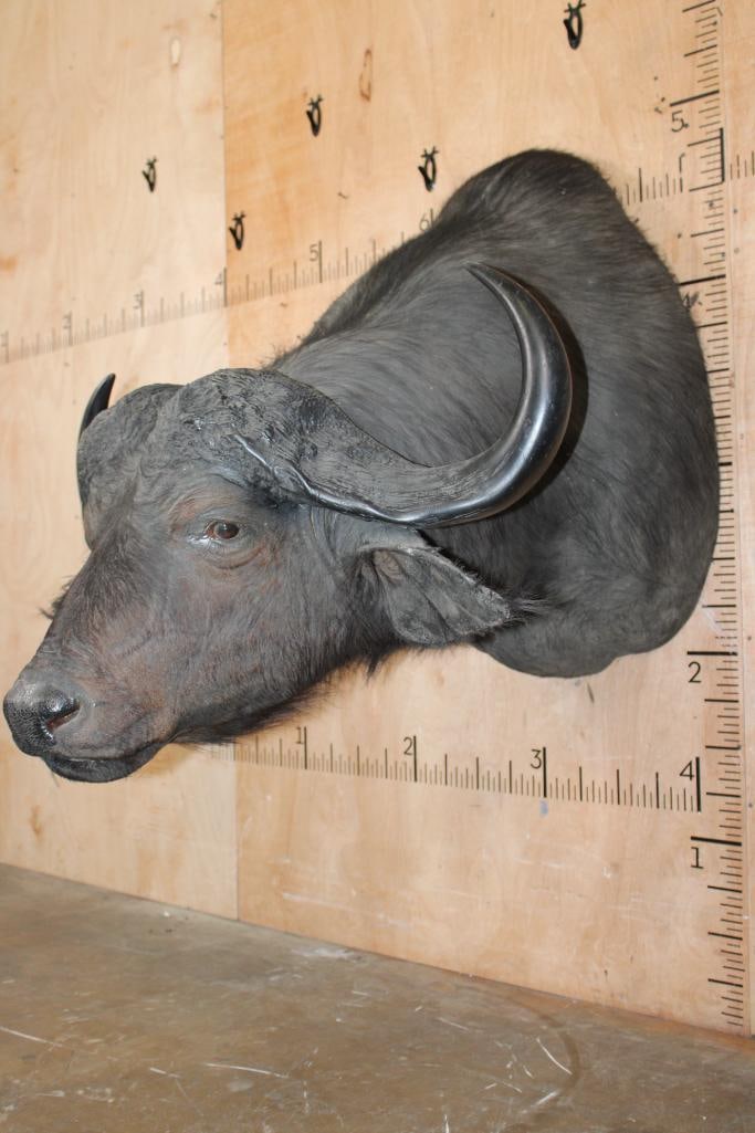 CAPE BUFFALO Shoulder Mount - 3