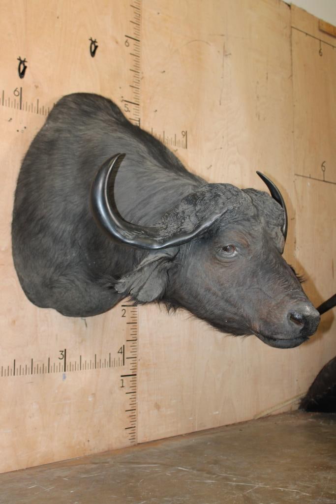 CAPE BUFFALO Shoulder Mount - 4