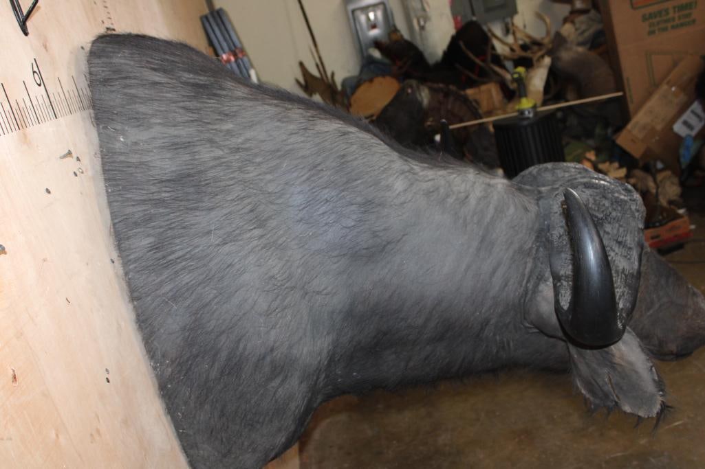 CAPE BUFFALO Shoulder Mount - 5