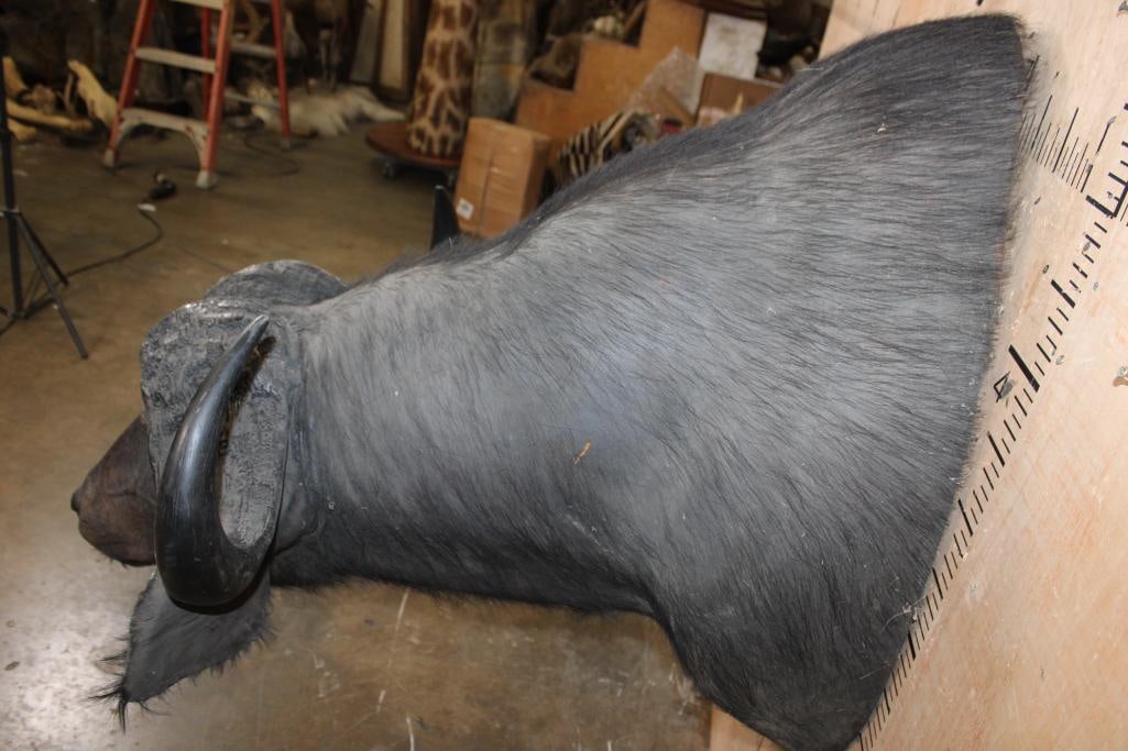CAPE BUFFALO Shoulder Mount - 6