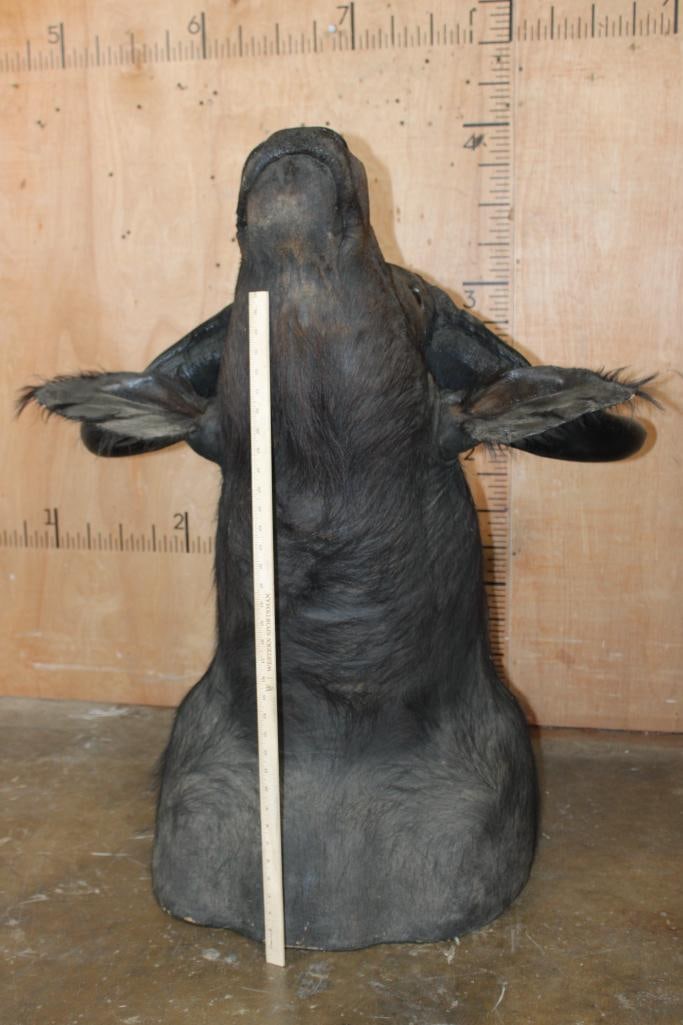 CAPE BUFFALO Shoulder Mount - 7