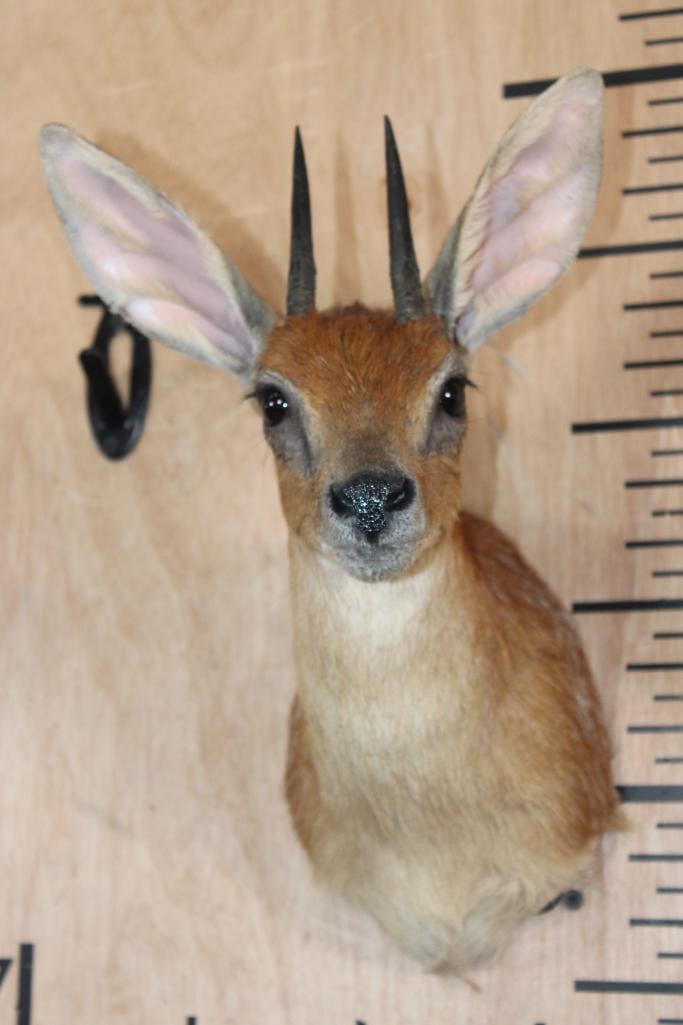 CAPE GRYSBOK Shoulder Mount (1 of 5)