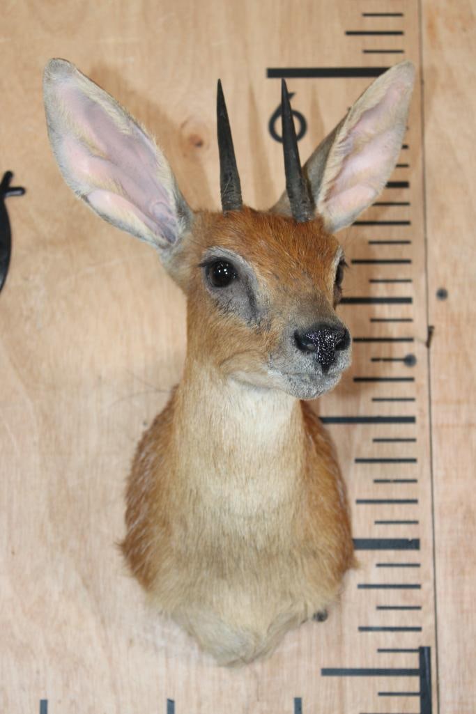 CAPE GRYSBOK Shoulder Mount - 2