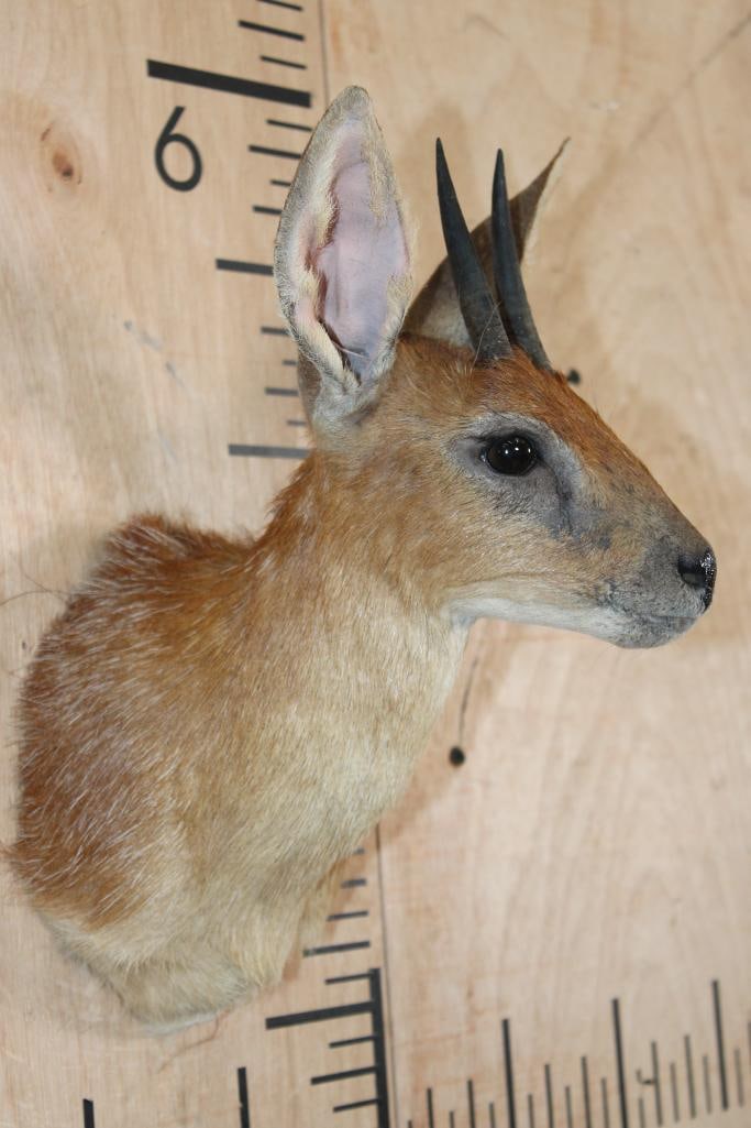 CAPE GRYSBOK Shoulder Mount - 3