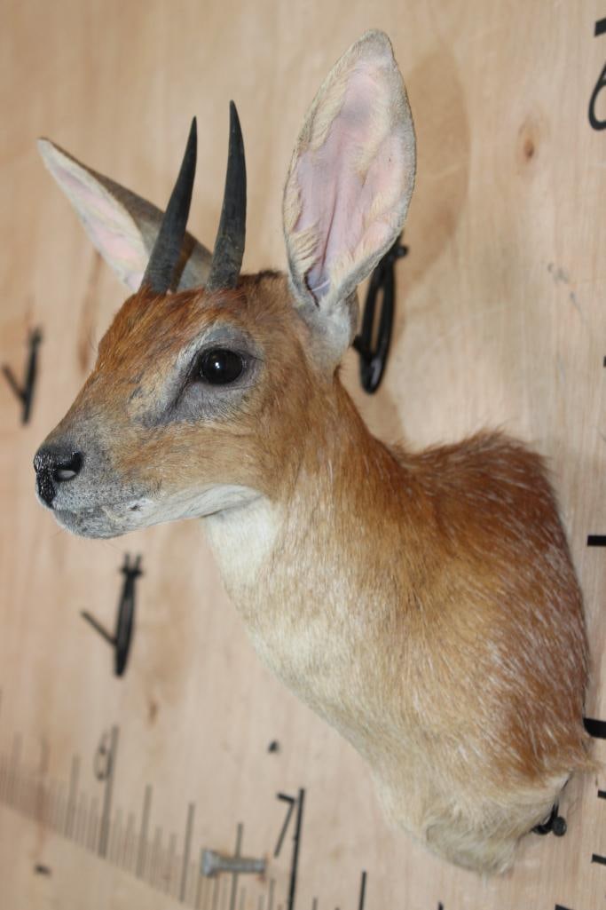 CAPE GRYSBOK Shoulder Mount - 4