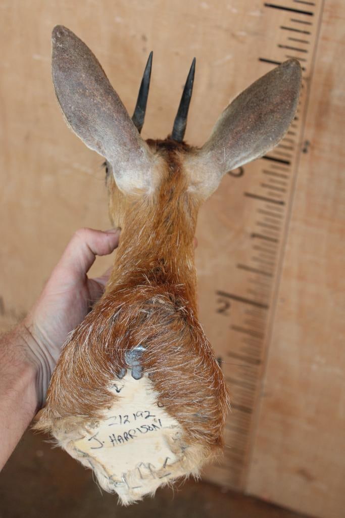 CAPE GRYSBOK Shoulder Mount - 5