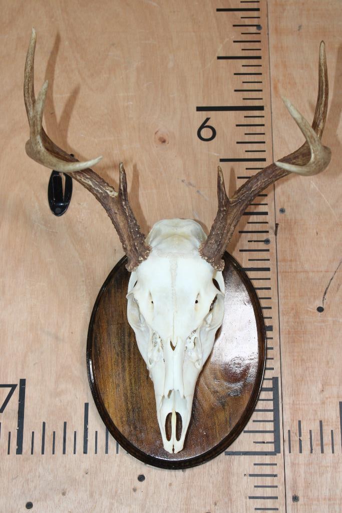 8-Point WHITETAIL DEER Skull on a Wood Plaque: 8-Point WHITETAIL DEER Skull. It has All its Teeth, a 13" Spread, and it is mounted on a Wood Plaque. TAXIDERMY SKULLS 