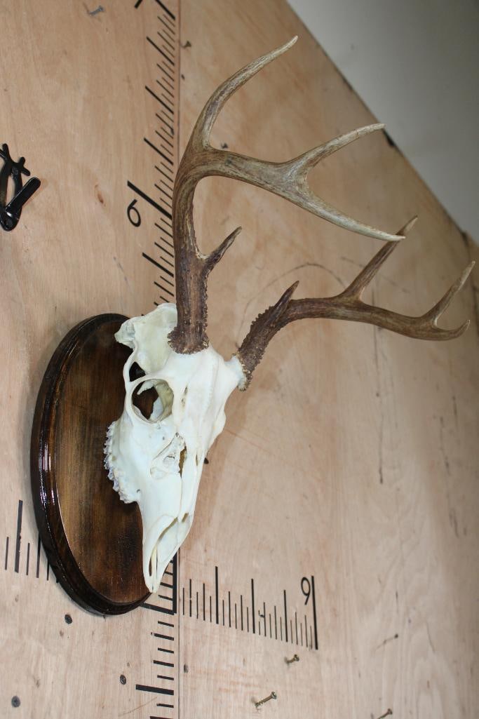 8-Point WHITETAIL DEER Skull on a Wood Plaque - 2