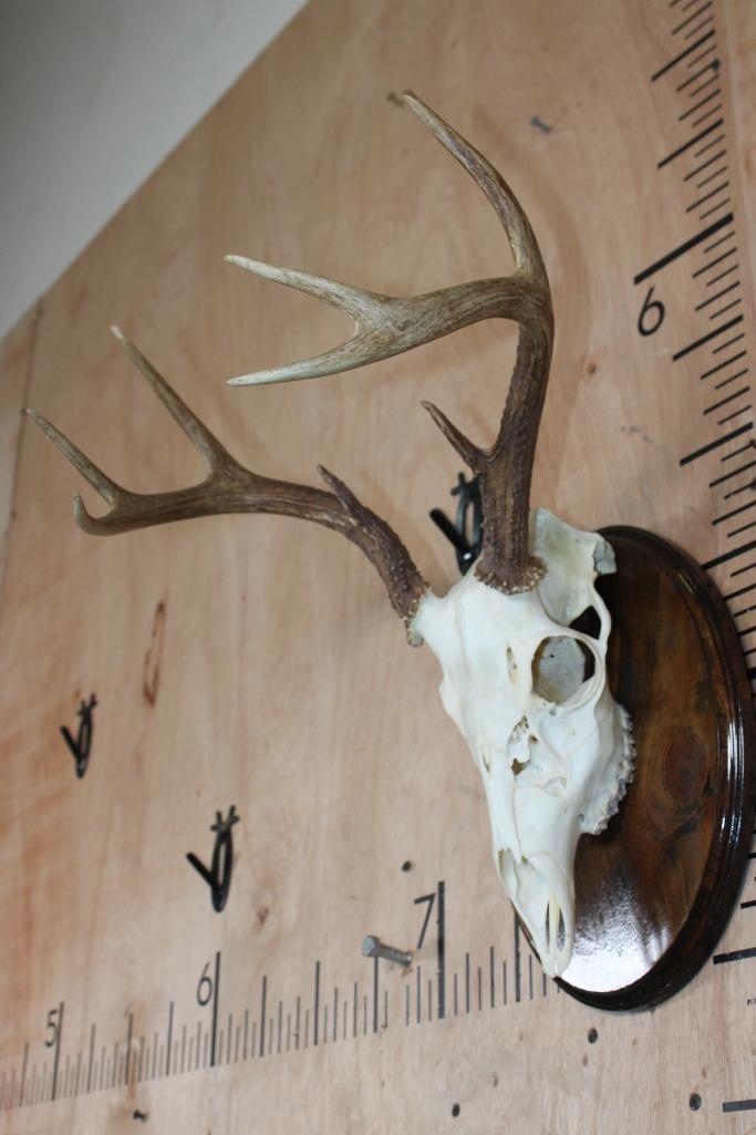 8-Point WHITETAIL DEER Skull on a Wood Plaque - 3