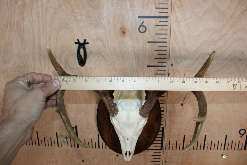 8-Point WHITETAIL DEER Skull on a Wood Plaque - 4