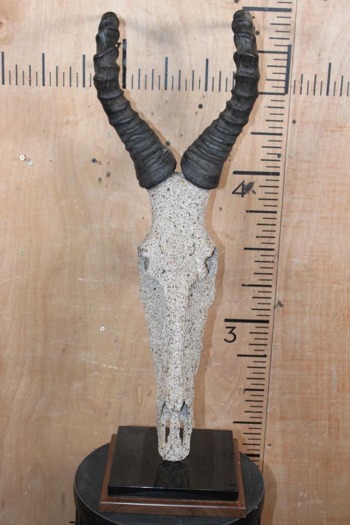RED HARTEBEEST Skull with a Rocky "Spray" Texture on a Stone and Wood Table Pedestal: Very Cool RED HARTEBEEST Skull with a Rocky "Spray" Texture. It is mounted on a Stone (marble or granite) and Wood Table Pedestal. It measures 30" Tall x 9" Wide x 9" Long. TAXIDERMY SKULLS 