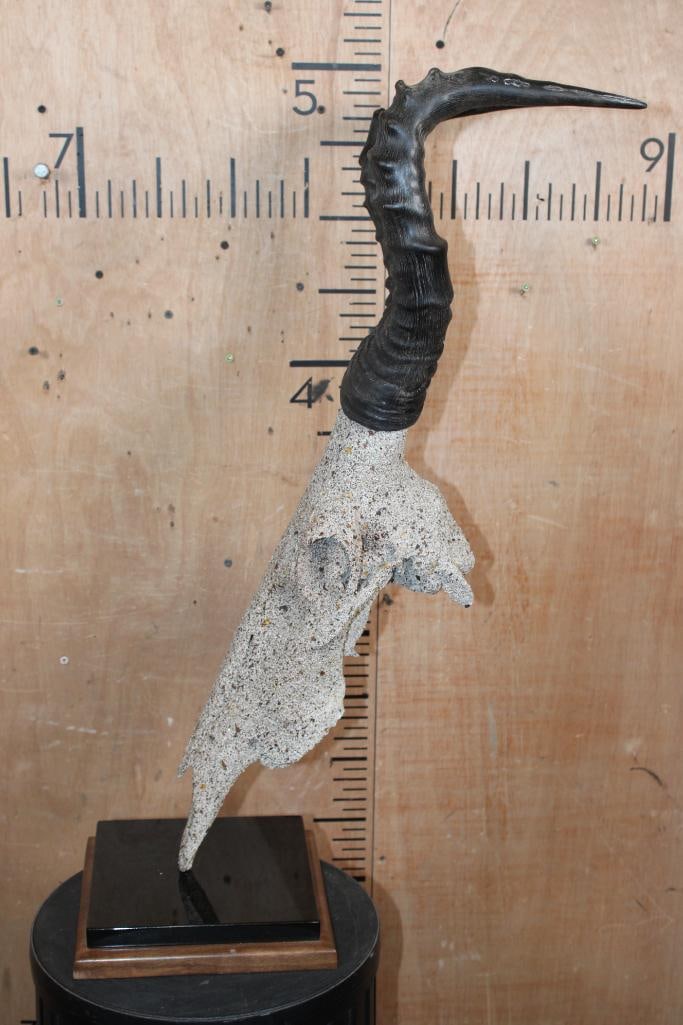 RED HARTEBEEST Skull with a Rocky "Spray" Texture on a Stone and Wood Table Pedestal - 3