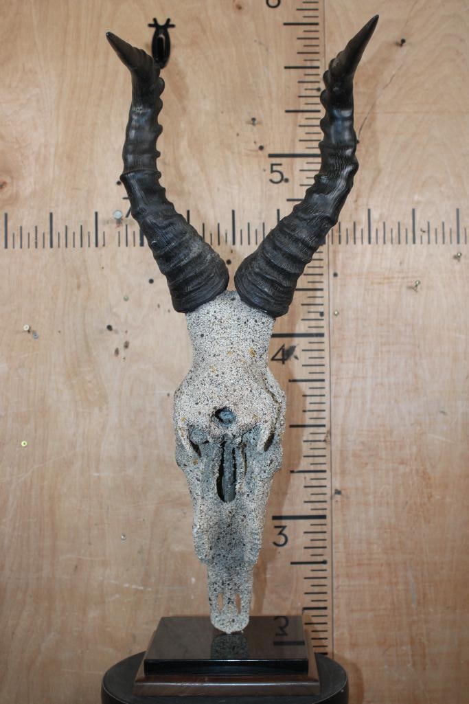 RED HARTEBEEST Skull with a Rocky "Spray" Texture on a Stone and Wood Table Pedestal - 4