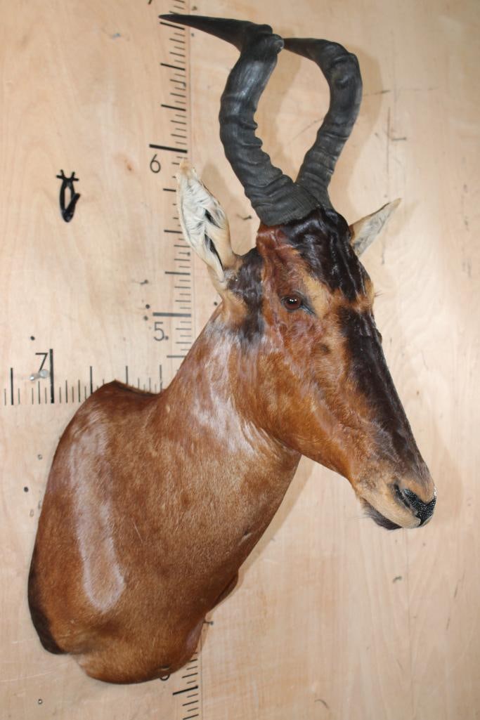 RED HARTEBEEST Shoulder Mount - 2