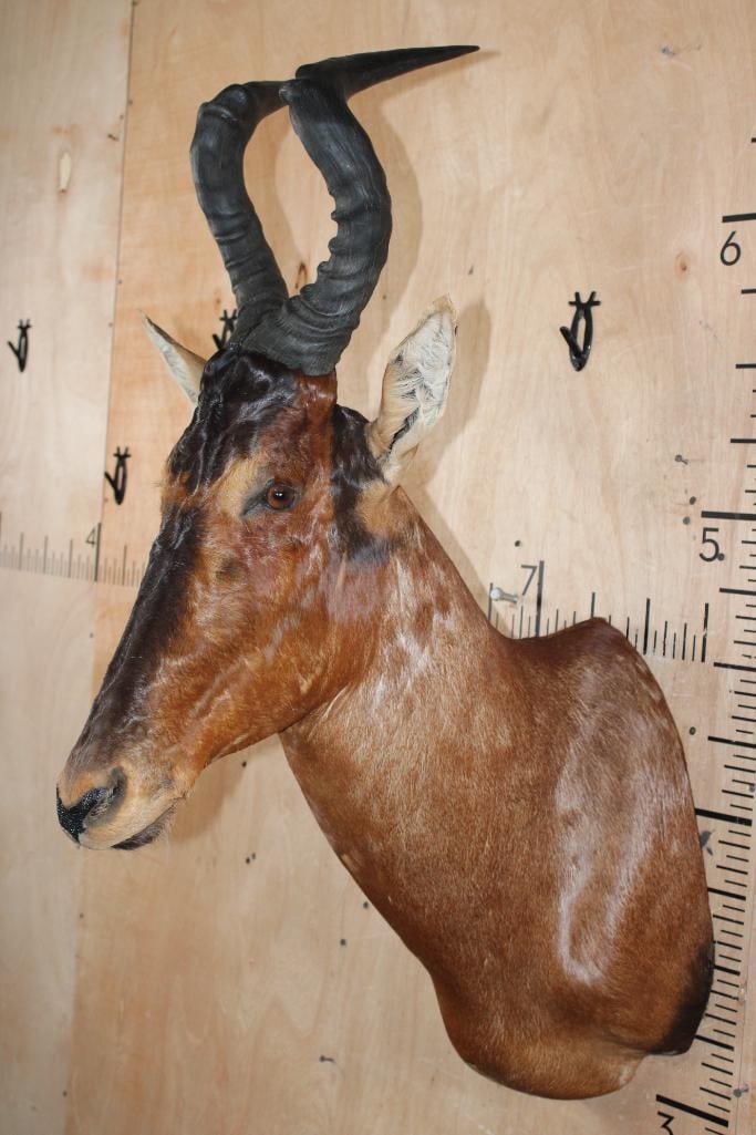 RED HARTEBEEST Shoulder Mount - 3