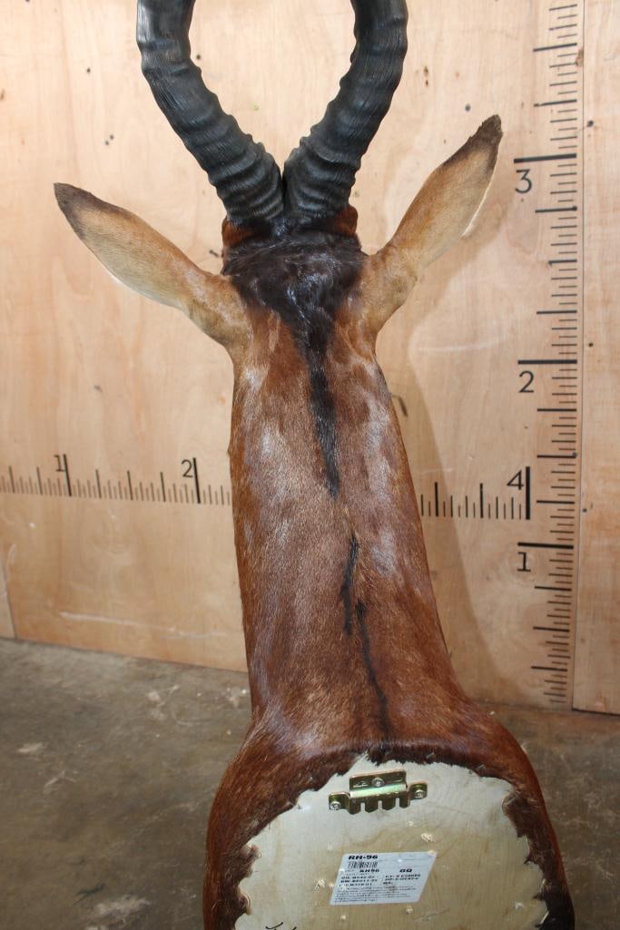 RED HARTEBEEST Shoulder Mount - 5