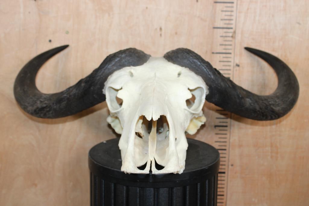 CAPE BUFFALO Skull - 2