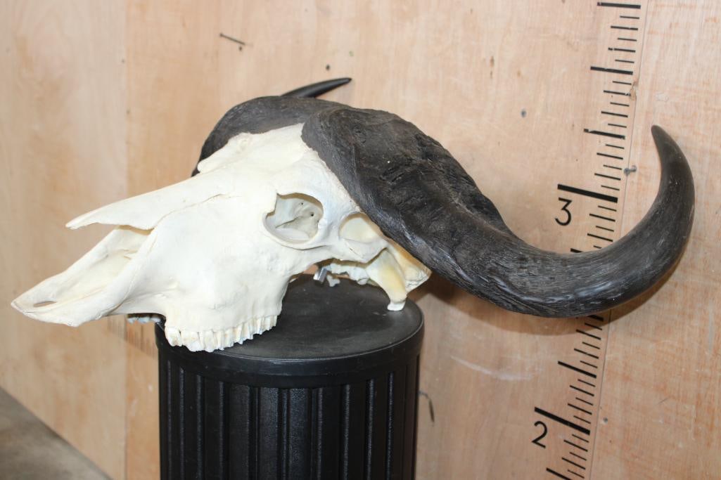 CAPE BUFFALO Skull - 3