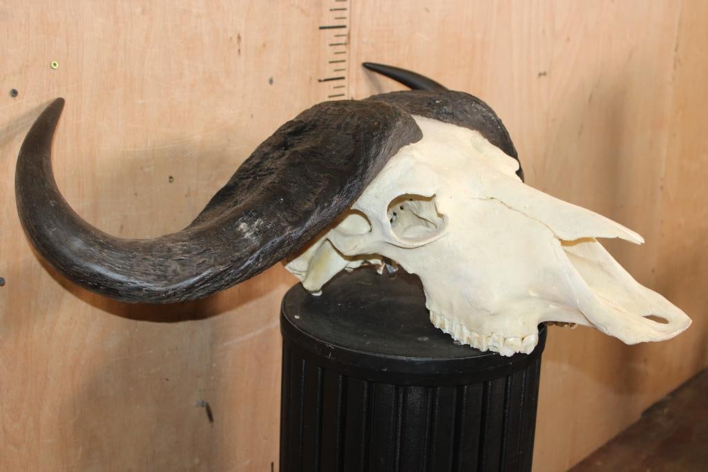 CAPE BUFFALO Skull - 4