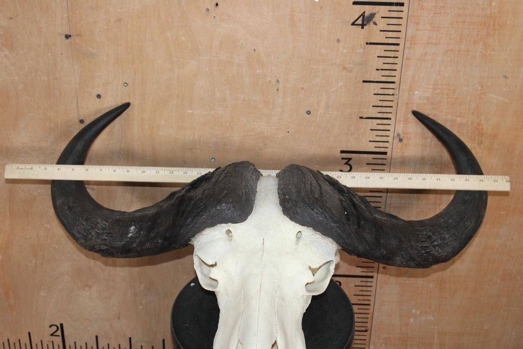 CAPE BUFFALO Skull - 5