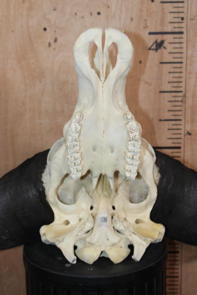 CAPE BUFFALO Skull - 6