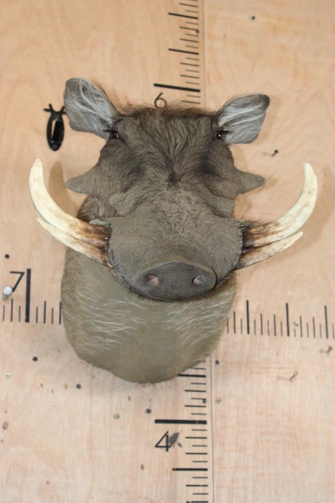 WARTHOG Shoulder Mount - 2